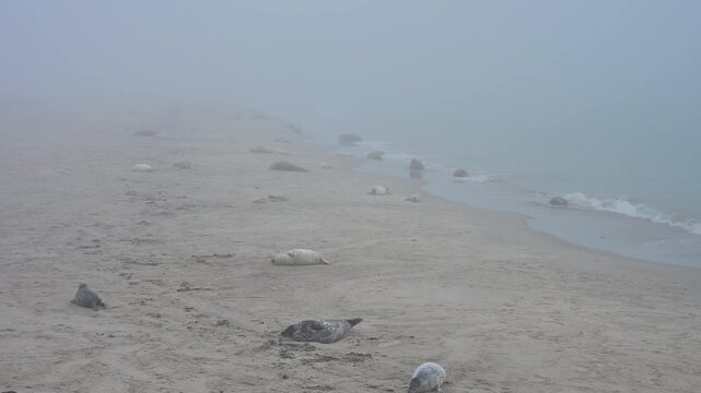 Kegelrobbe (Halichoerus grypus), erwachsene Robben und Jungtiere liegen am Sandstrand bei nebliger Umgebung, Winter, Helgoland, D&uuml;ne, Nordsee, Insel, Schleswig-Holstein, Deutschland