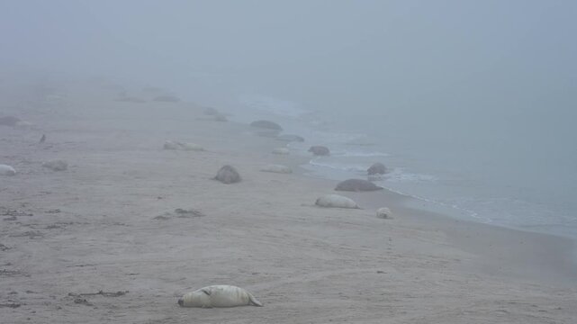 Kegelrobbe (Halichoerus grypus), erwachsene Robben und Jungtiere liegen am Sandstrand bei nebliger Umgebung, Winter, Helgoland, D&uuml;ne, Nordsee, Insel, Schleswig-Holstein, Deutschland