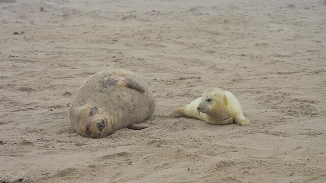 Zwei Kegelrobben (Halichoerus grypus), Muttertier mit Jungtier am Sandstrand, Winter, Helgoland, D&uuml;ne, Nordsee, Insel, Schleswig-Holstein, Deutschland