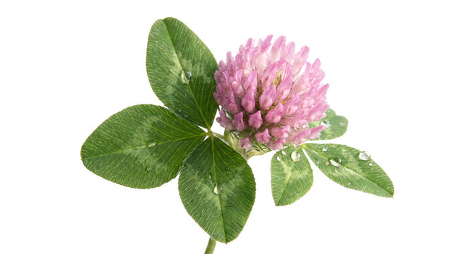 Blooming red clover flower with green leaves and dew drops, fresh trifolium pratense on white background, botanical herbal medicine concept