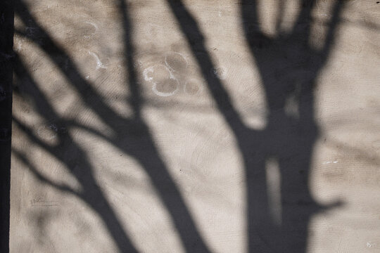 Tree Shadows Cast on Textured Wall Surface