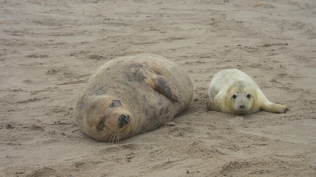 Zwei Kegelrobben (Halichoerus grypus), Muttertier mit Jungtier am Sandstrand, Winter, Helgoland, D&uuml;ne, Nordsee, Insel, Schleswig-Holstein, Deutschland