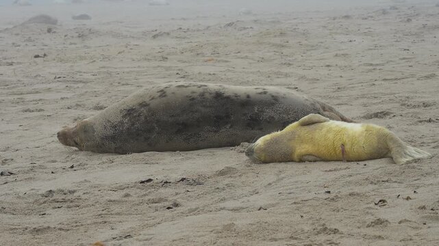 Zwei Kegelrobben (Halichoerus grypus), Muttertier mit Jungtier am Sandstrand, Winter, Helgoland, D&uuml;ne, Nordsee, Insel, Schleswig-Holstein, Deutschland