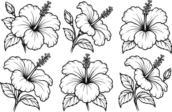 Collection of six hibiscus flowers drawn with clean, thick black ink strokes and strong botanical outlines. Perfect for tattoo artists, stationery designers, crafters, packaging,