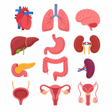 Human Anatomy Organs Icon Set