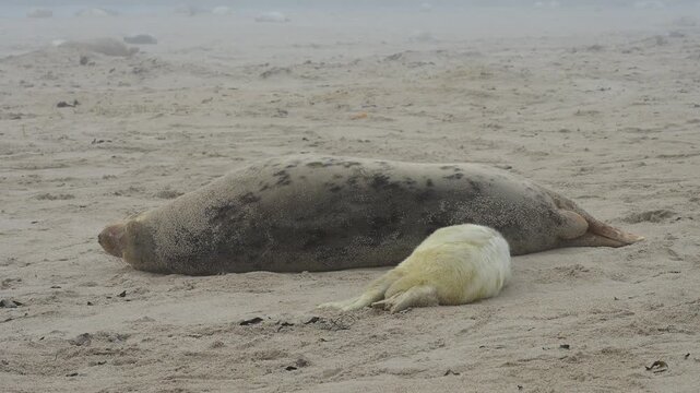 Zwei Kegelrobben (Halichoerus grypus), Muttertier mit Jungtier am Sandstrand, Winter, Helgoland, D&uuml;ne, Nordsee, Insel, Schleswig-Holstein, Deutschland