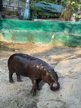 Hippopotamus standing near a water enclosure at a zoo