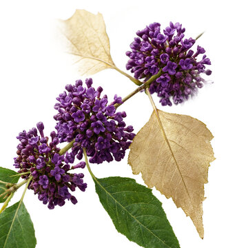Beautyberry Callicarpa americana and silver birch Betula pendula leaves isolated on a transparent background for botanical design