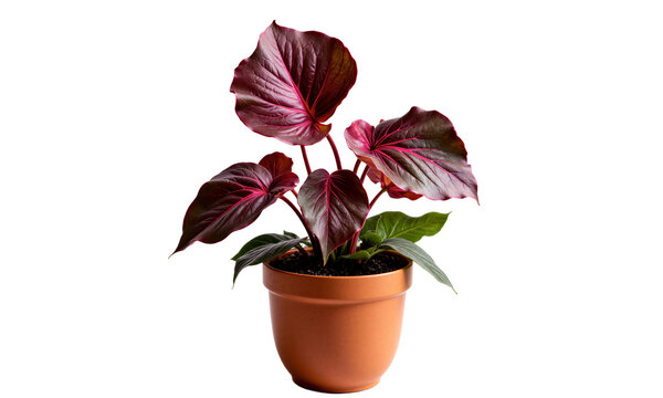 Begonia Rex (Begonia rex-cultorum) Stunning foliage plant with large, asymmetrical leaves in shades of deep red, purple, green, and silver,_2