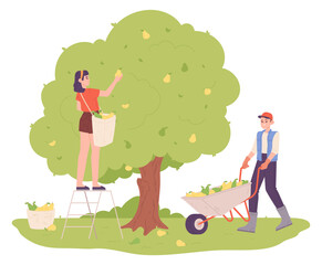 Fototapeta premium Gardeners harvesting pears from tree. Fruit season