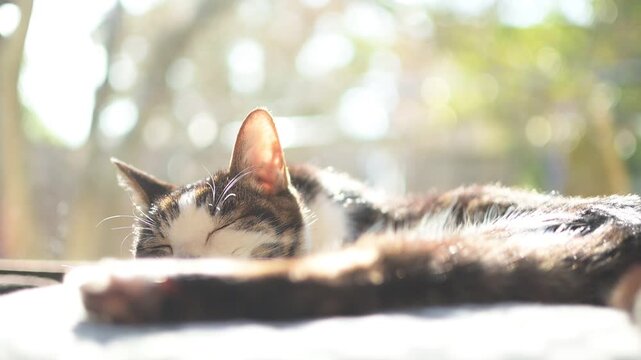 冬の日差しが差し込む部屋でしっぽを振りながらうたたねするキジ猫