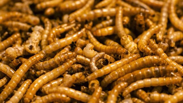 Insect farming converting organic food waste into protein, realistic sustainable agriculture & food technology with precision monitoring, efficient resource management automated precision fa