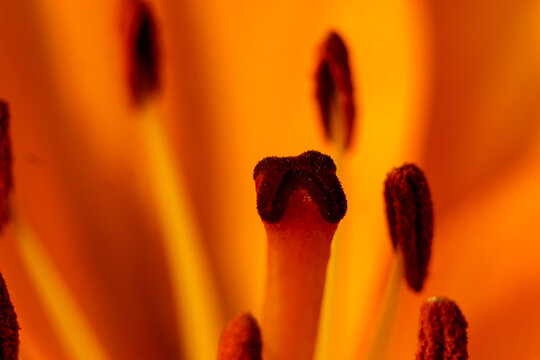 Close-up of the stamen and pistil of an orange lily.