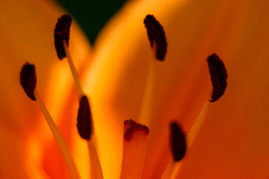 Close-up of the stamen and pistil of an orange lily.