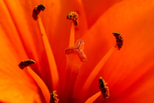 Close-up of the stamen and pistil of an orange lily.