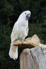 Moluccan cockatoo, Cacatua moluccensis, perched on a weathered wooden log, displaying soft white plumage and a dark beak against a blurred green background. © alan1951