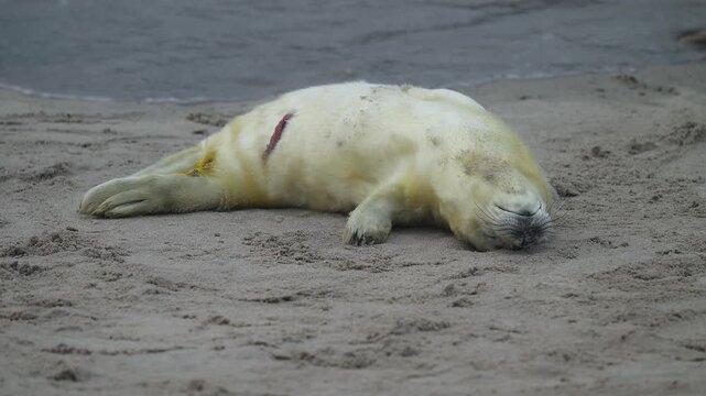 Kegelrobbe (Halichoerus grypus), Jungtier mit Lanugofell liegt am Sandstrand und ruht sich aus, Winter, Helgoland, D&uuml;ne, Nordsee, Insel, Schleswig-Holstein, Deutschland