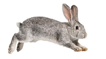 Gray rabbit in motion, isolated on transparent background © Adrian