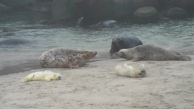 Kegelrobbe (Halichoerus grypus), mehrere Robben in Interaktion am Sandstrand liegend, Winter, Helgoland, D&uuml;ne, Nordsee, Insel, Schleswig-Holstein, Deutschland