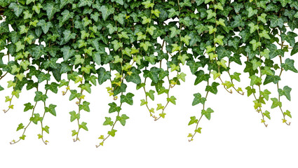 Dense green ivy vines cascading downwards, isolated on transparent background © Adrian