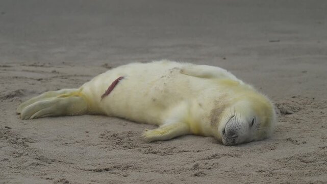 Kegelrobbe (Halichoerus grypus), Jungtier mit Lanugofell liegt am Sandstrand und ruht sich aus, Winter, Helgoland, D&uuml;ne, Nordsee, Insel, Schleswig-Holstein, Deutschland
