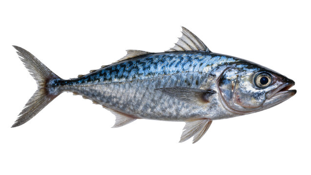 Single whole mackerel fish with blue wavy stripes, isolated on transparent background
