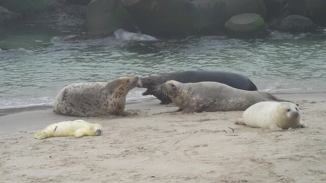 Kegelrobbe (Halichoerus grypus), mehrere Robben in Interaktion am Sandstrand liegend, Winter, Helgoland, D&uuml;ne, Nordsee, Insel, Schleswig-Holstein, Deutschland