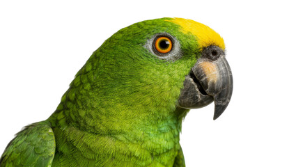 Green parrot with yellow crown, detailed portrait isolated on transparent background © Florin