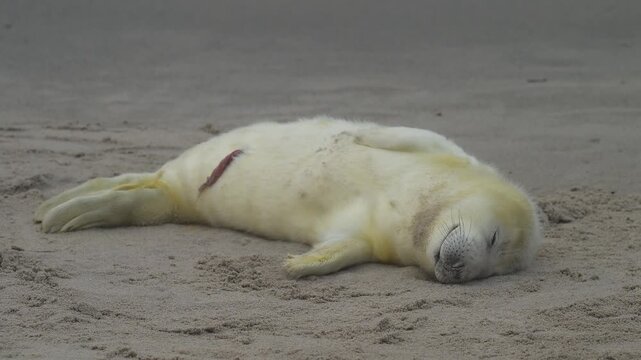 Kegelrobbe (Halichoerus grypus), Jungtier mit Lanugofell liegt am Sandstrand und ruht sich aus, Winter, Helgoland, D&uuml;ne, Nordsee, Insel, Schleswig-Holstein, Deutschland