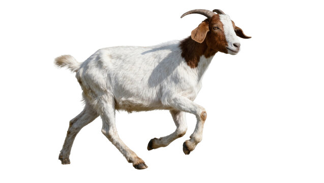 White and brown goat running, isolated on transparent background
