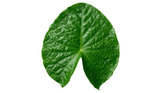 Single textured green leaf with prominent veins, isolated on transparent background