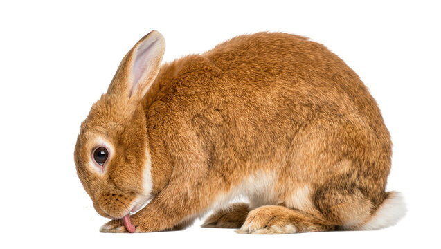 Brown rabbit grooming its paw, isolated on transparent background