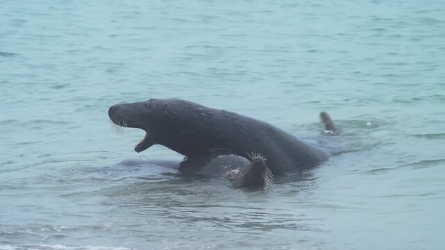 Kegelrobbe (Halichoerus grypus), m&auml;nnlichen und weibliche Robben in Interaktion am Sandstrand liegend, Winter, Helgoland, D&uuml;ne, Nordsee, Insel, Schleswig-Holstein, Deutschland
