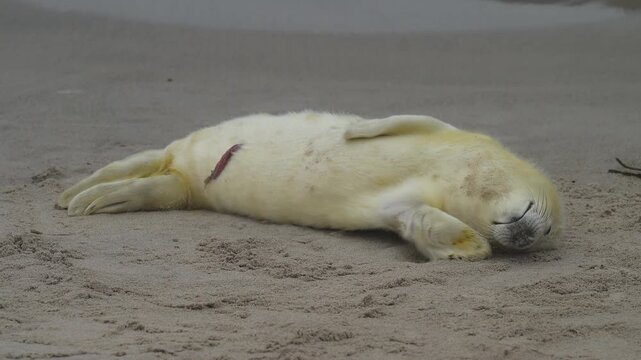 Kegelrobbe (Halichoerus grypus), Jungtier mit Lanugofell liegt am Sandstrand und ruht sich aus, Winter, Helgoland, D&uuml;ne, Nordsee, Insel, Schleswig-Holstein, Deutschland