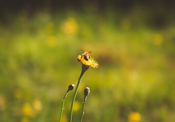 Western honeybee collecting nectar on bright yellow dandelion flower, nature conservation concept with wide copy space © Hiang