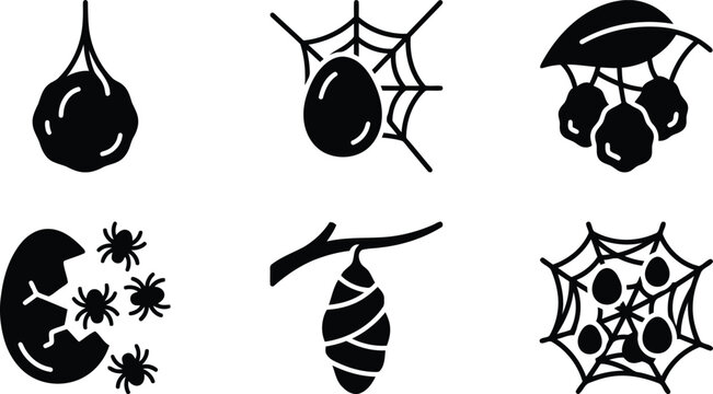 Spider life cycle icons showing egg sac web hatching and cocoon stages with clean vector graphics