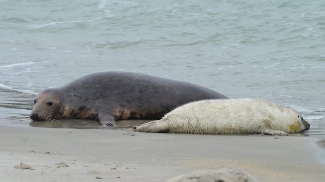 Zwei Kegelrobben (Halichoerus grypus), Muttertier mit Jungtier am Sandstrand, Winter, Helgoland, D&uuml;ne, Nordsee, Insel, Schleswig-Holstein, Deutschland