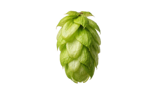 Green hop cone with layered bracts, isolated on transparent background