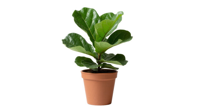 Fiddle leaf fig plant in terracotta pot, isolated on transparent background
