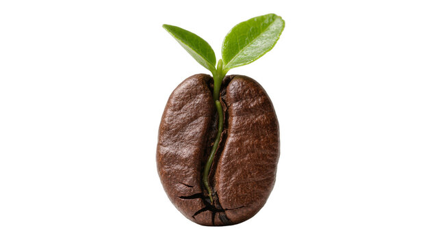 Brown coffee bean with green sprout emerging, isolated on transparent background