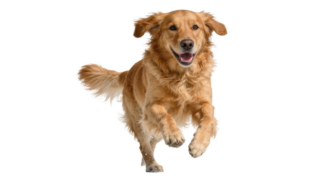 Happy golden retriever dog running with open mouth, isolated on transparent background