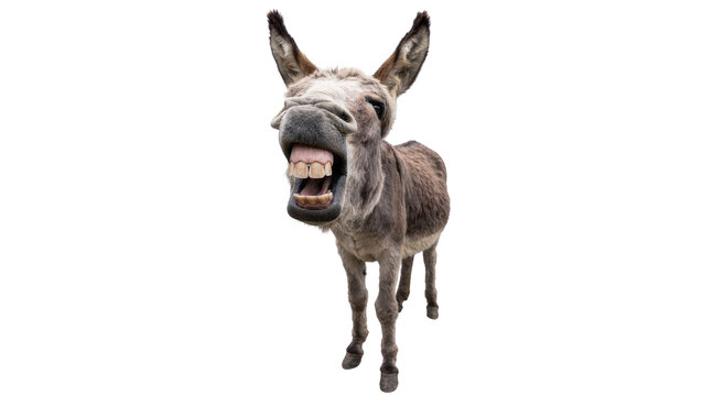Funny donkey with wide open mouth and big teeth, isolated on transparent background