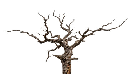 Gnarly dead tree trunk with twisted branches, isolated on transparent background © Freya
