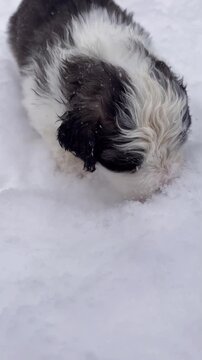 Fluffy Bernese mountain dog puppies playing outside in deep white snow during a cold winter day captured in this adorable slow motion animal video footage clip.