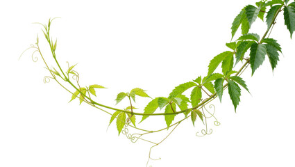 Green Virginia creeper vine with tendrils, isolated on transparent background © Freya