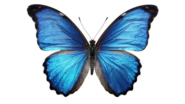 Vibrant blue morpho butterfly with iridescent wings, isolated on transparent background