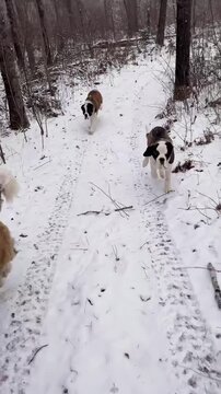 Saint Bernard dogs running happily through deep snow on a wooded forest trail during a cold winter day in this engaging and cinematic motion video footage