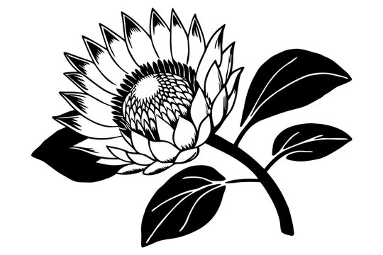 Black and white Protea flower with leaves illustration
