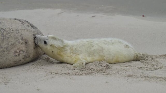 Zwei Kegelrobben (Halichoerus grypus), Muttertier mit Jungtier am Sandstrand, Winter, Helgoland, D&uuml;ne, Nordsee, Insel, Schleswig-Holstein, Deutschland