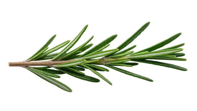 Fresh green rosemary sprig with needle-like leaves, isolated on transparent background